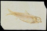Detailed Fossil Fish (Knightia) - Wyoming #177365-1